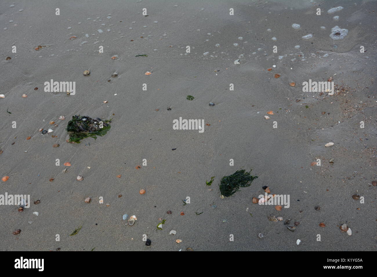 Sea grass and mussels on the sandy beach Stock Photo Alamy