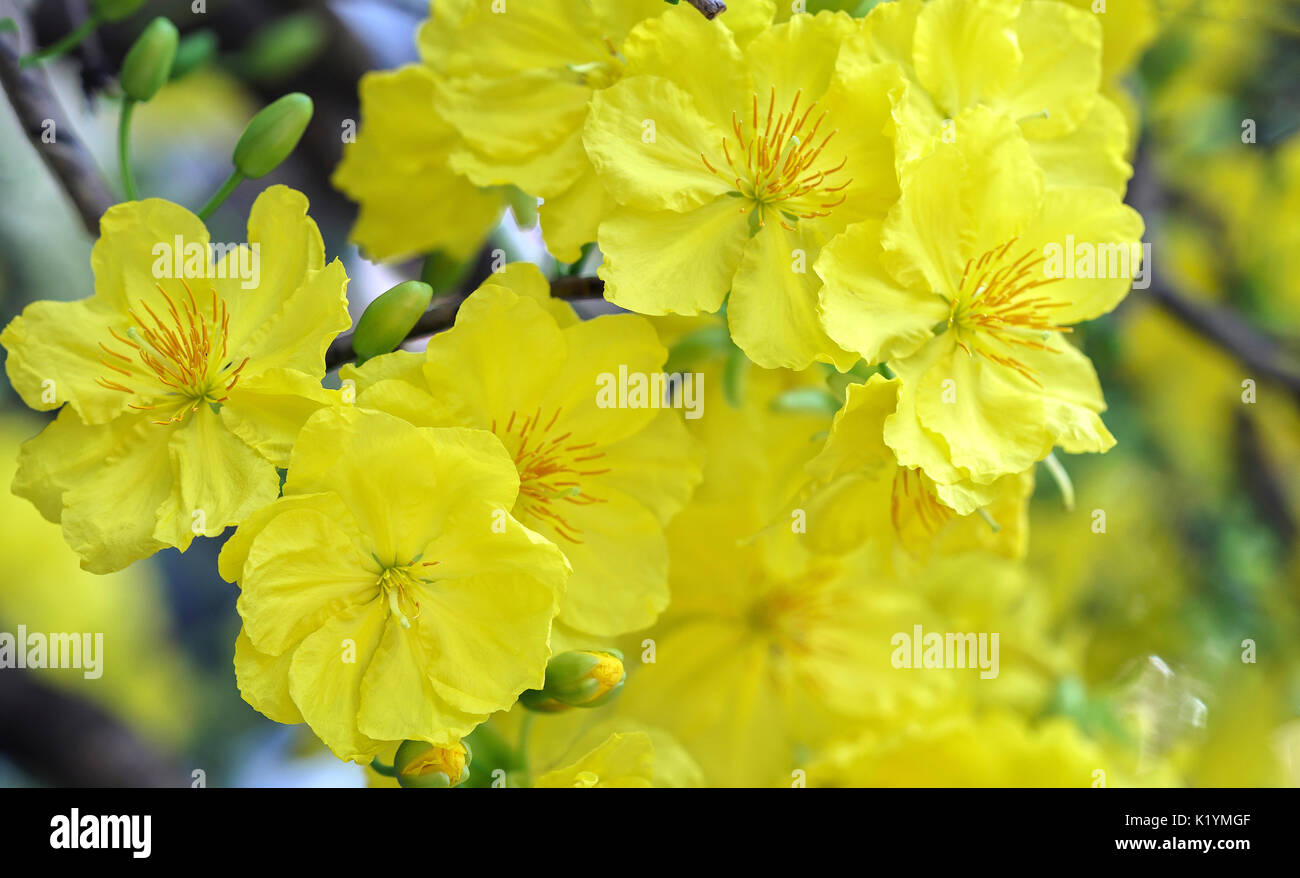 Apricot Flowers Blooming In Vietnam Lunar New Year With Yellow Blooming Fragrant Petals Signaling Spring Has Come This Is The Symbolic Flower For Goo Stock Photo Alamy