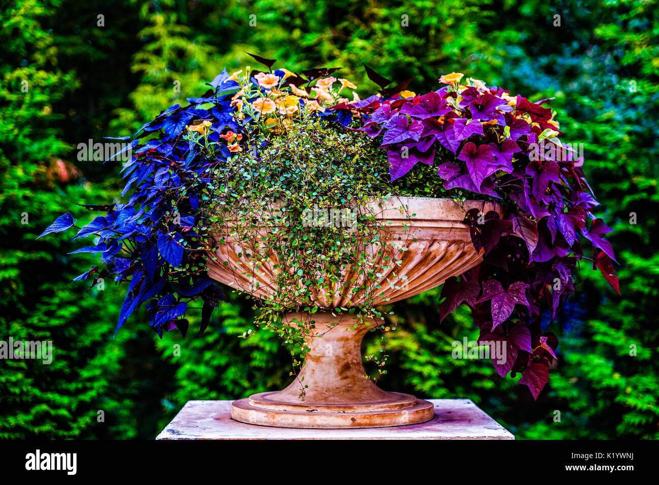 Decorative park urn or bowl filled with beautiful colorful plants and