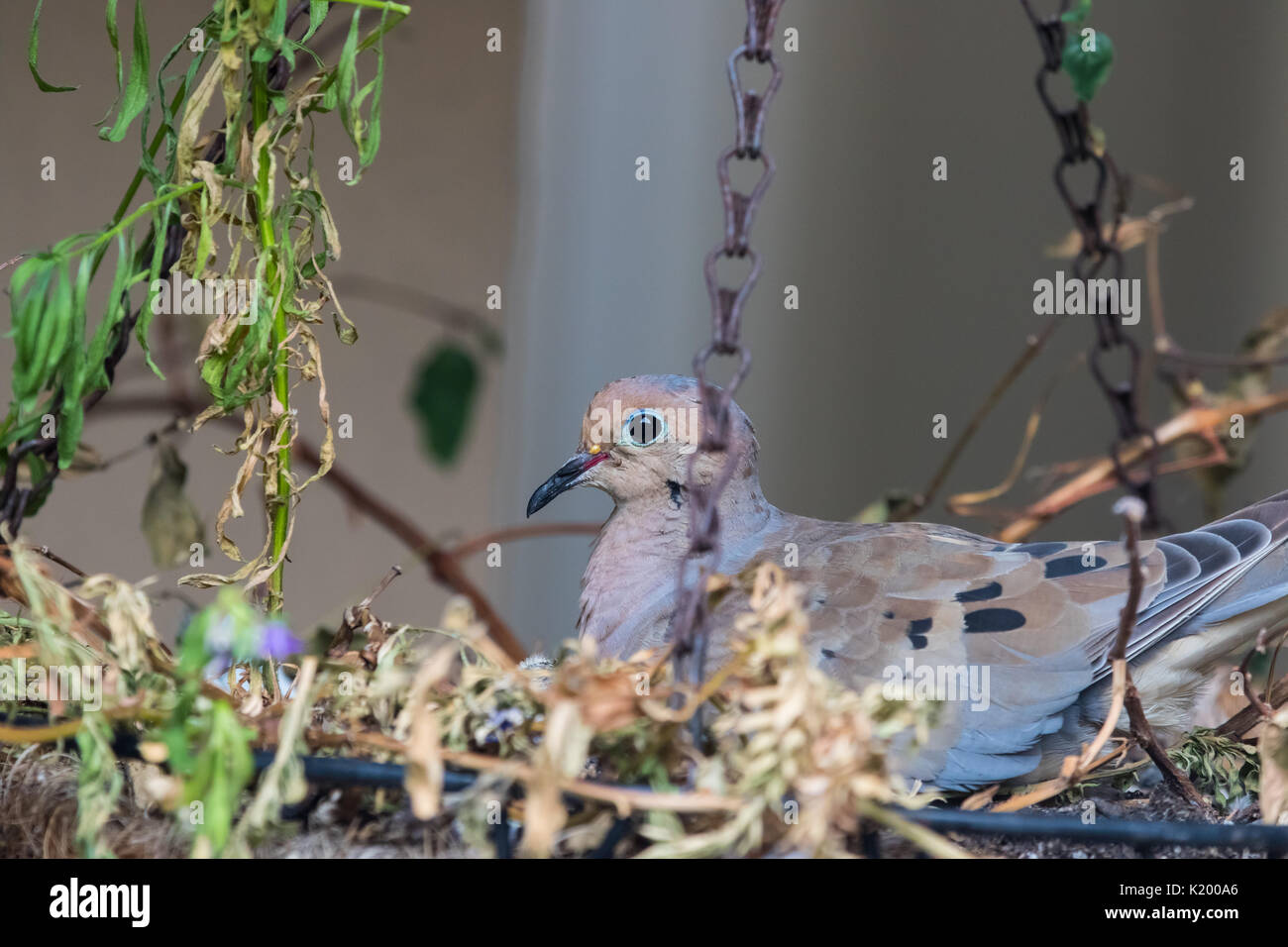 Mourning Dove (Zinaida macroura) nesting in a hanging basket in the