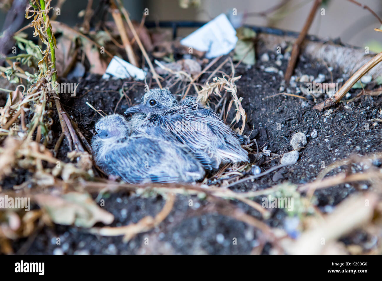 2 small helpless baby mourning dove chicks nesting in a gardens hanging basket in Southern California USA Stock Photo