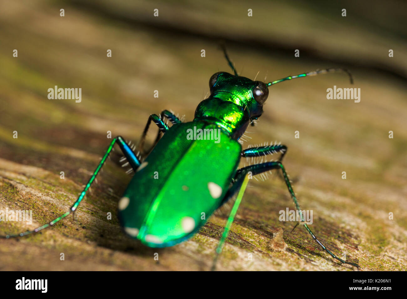 Six spotted tiger beetle (Cicindela sexguttata) Stock Photo