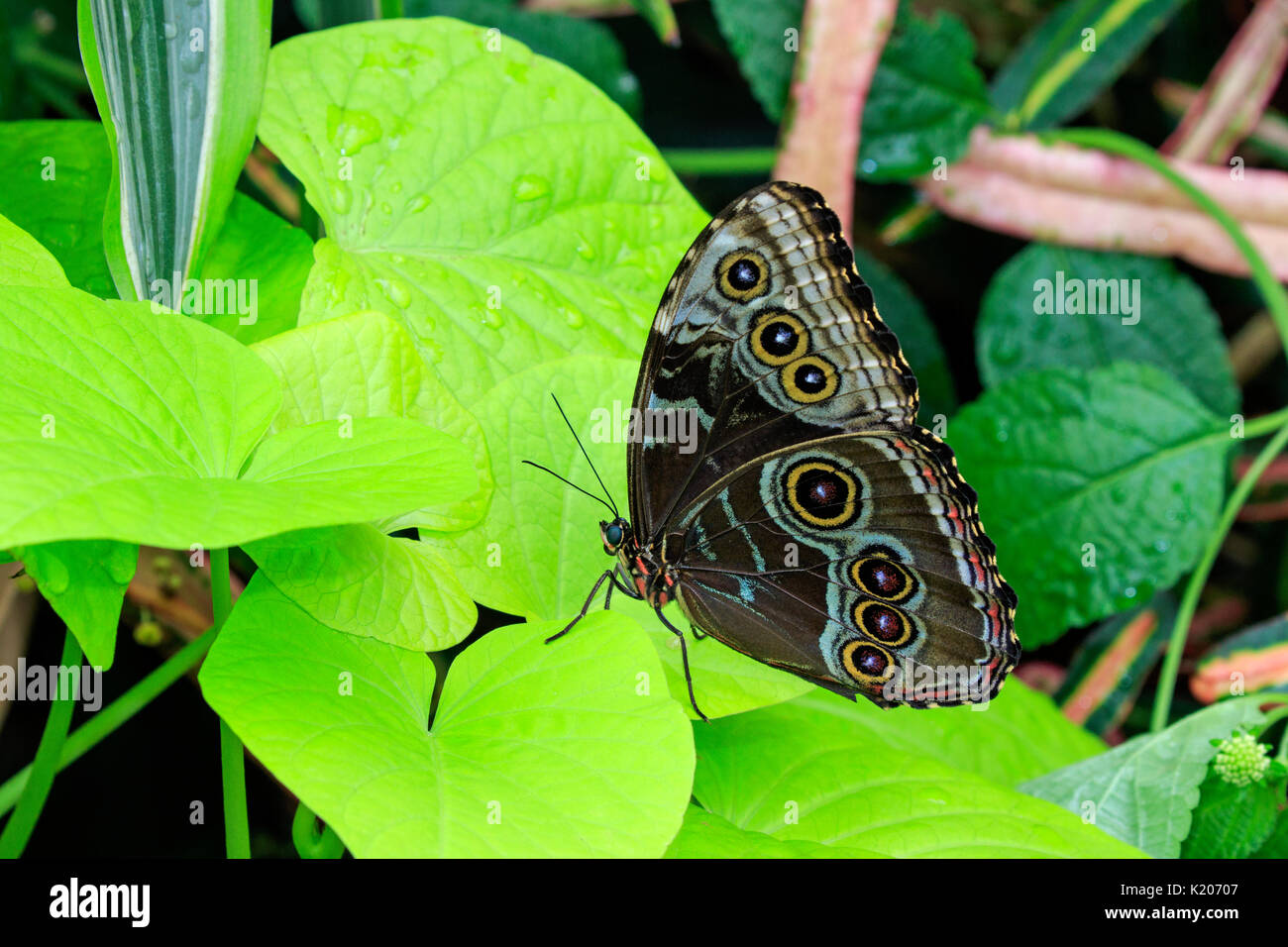 Common blue morpho (Morpho peleides) on leaf Stock Photo