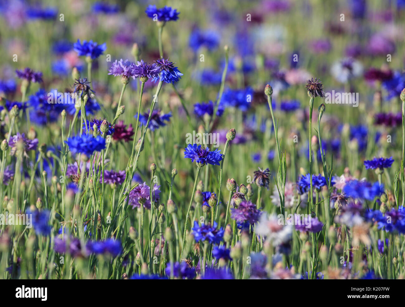 Blue bachelor button flowers in a field Stock Photo