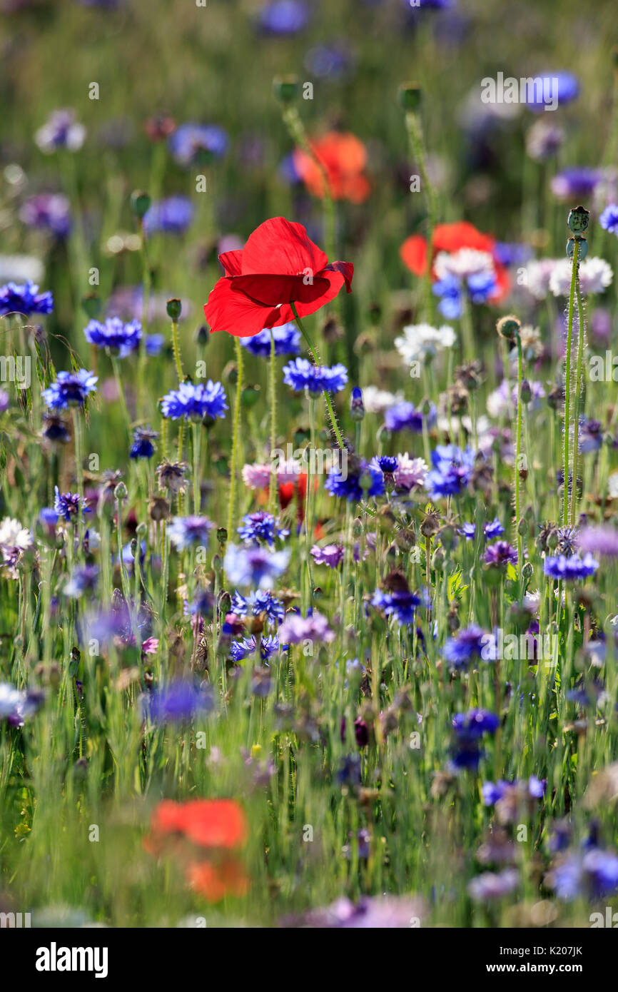 Wildflowers in a field Stock Photo