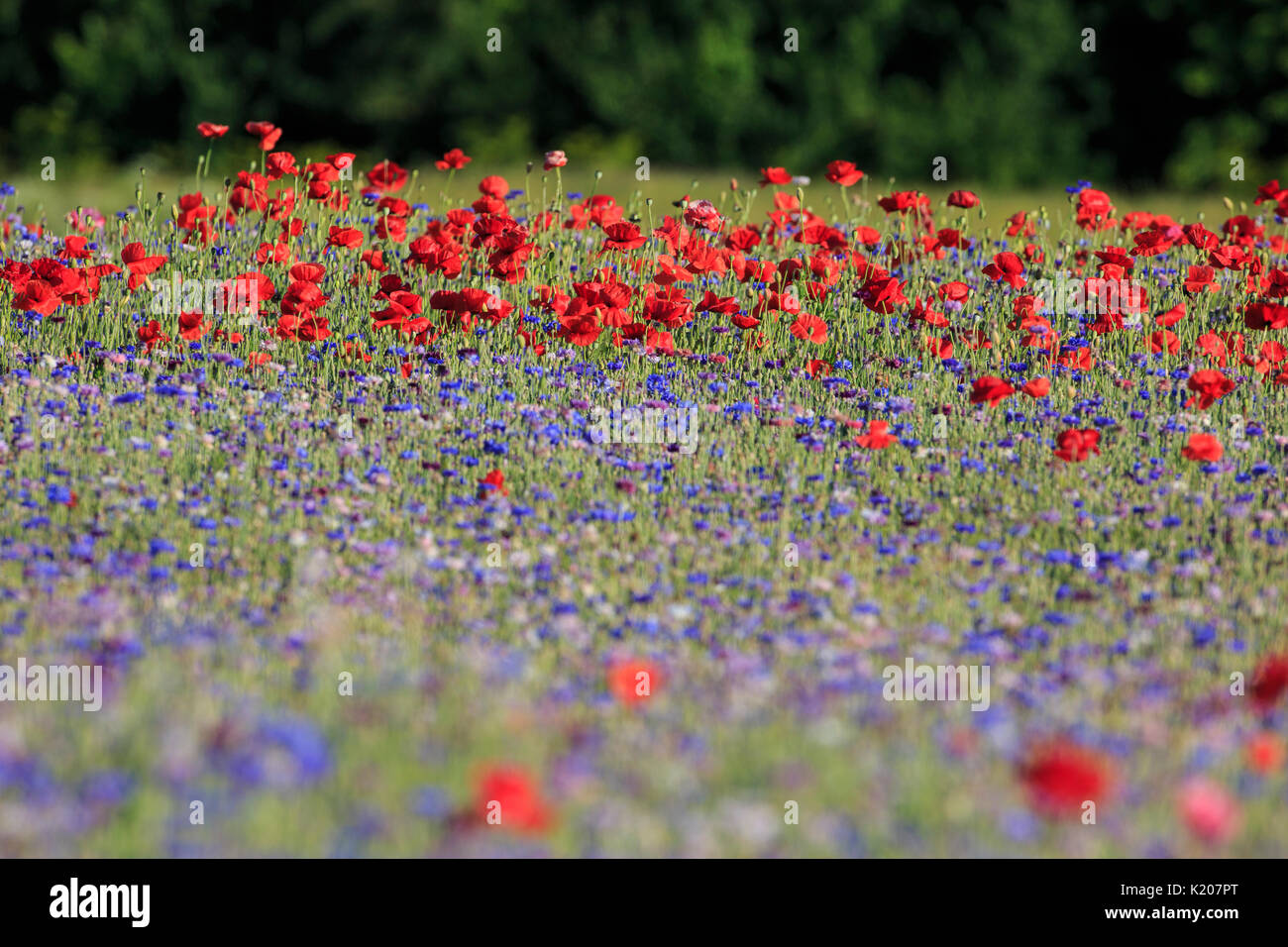 Red poppies in a field, with blue bachelor's buttons in the foreground. Stock Photo