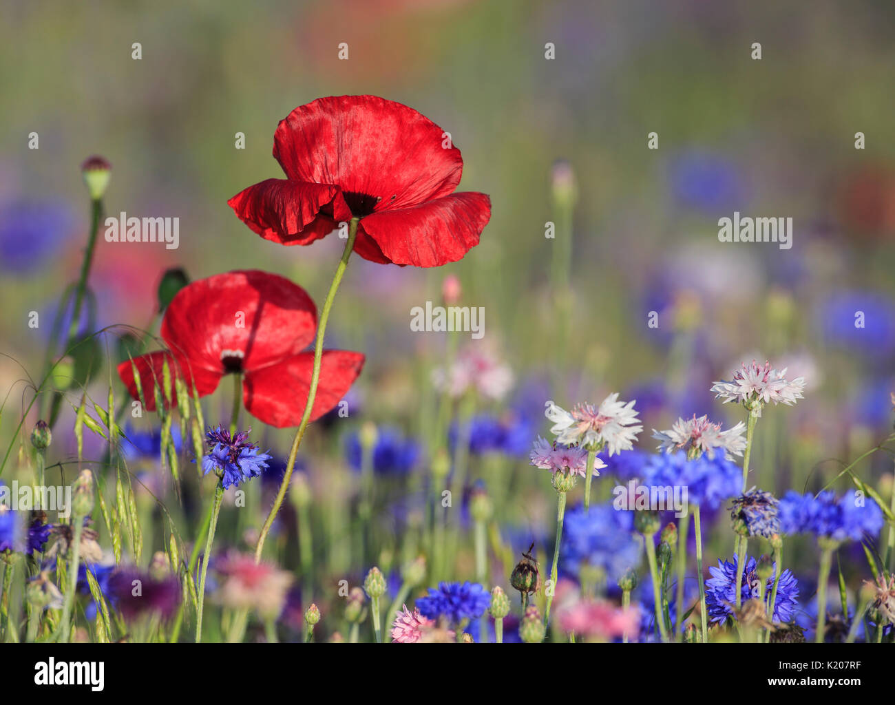 Two red poppies with blue and white bachelor buttons Stock Photo