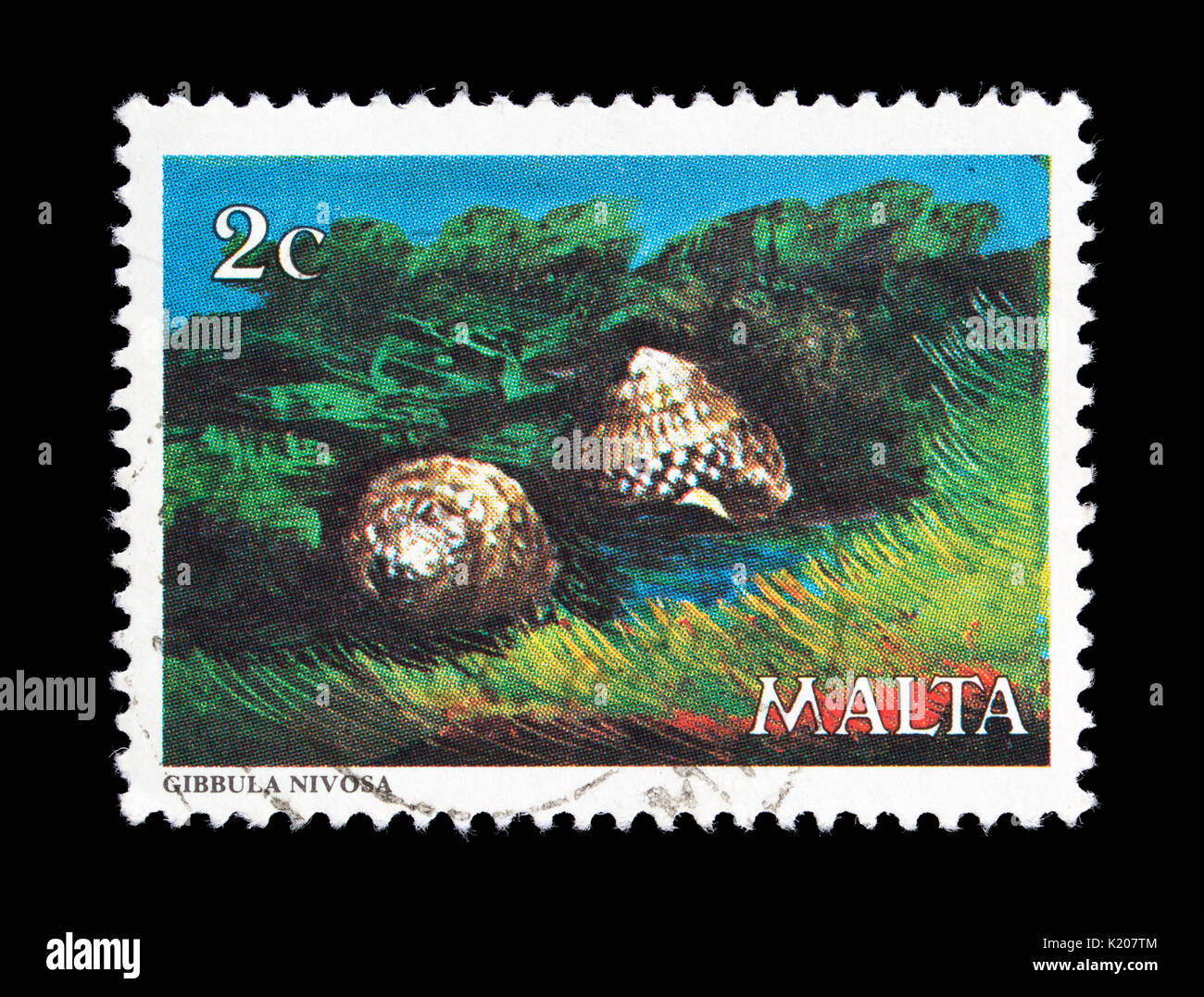 Postage stamp from Malta depicting a  Maltese top shell (Gibbula nivosa) Stock Photo
