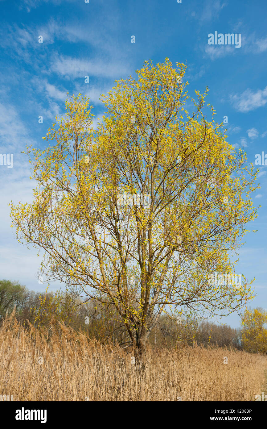 Brittle willow (Salix fragilis), in flower, Thuringia, Germany Stock Photo