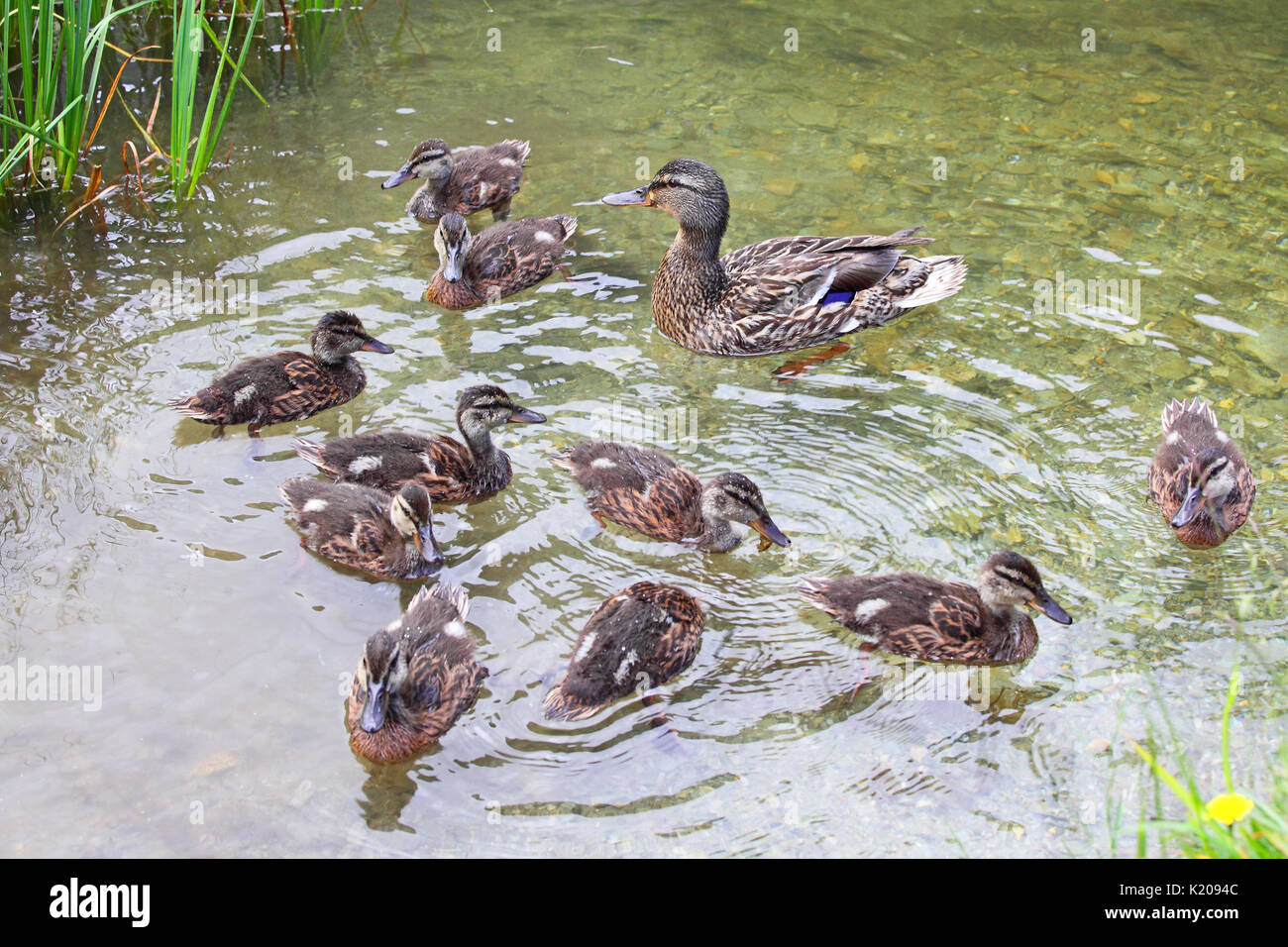 Mallard (Anas platyrhynchos) with chicks swimming in water, Lake Constance, Styria, Austria Stock Photo