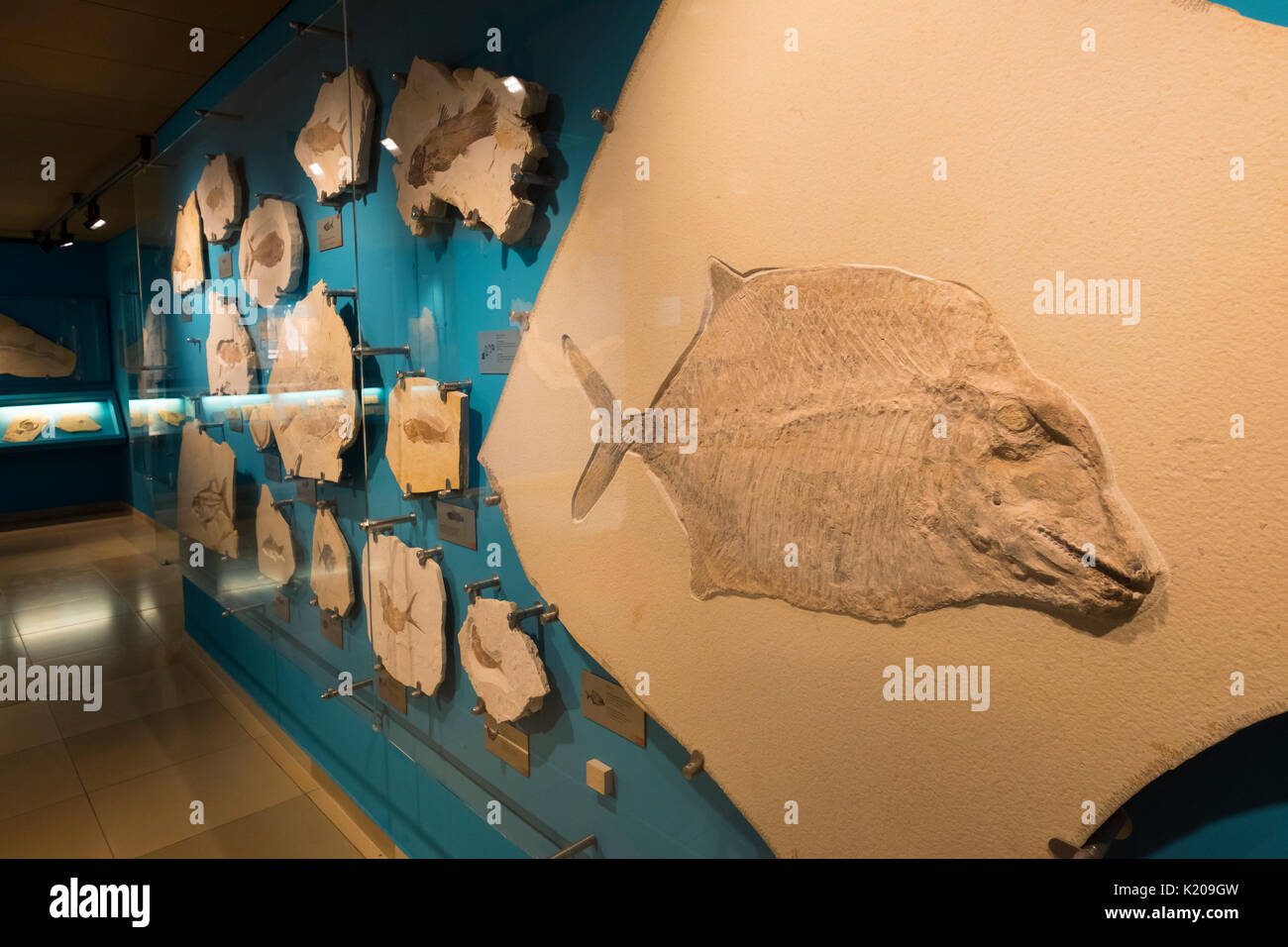 Fossils, Mayor-Müller-Museum, Solnhofen, Altmuehltal, Middle Franconia, Franconia, Bavaria, Germany Stock Photo