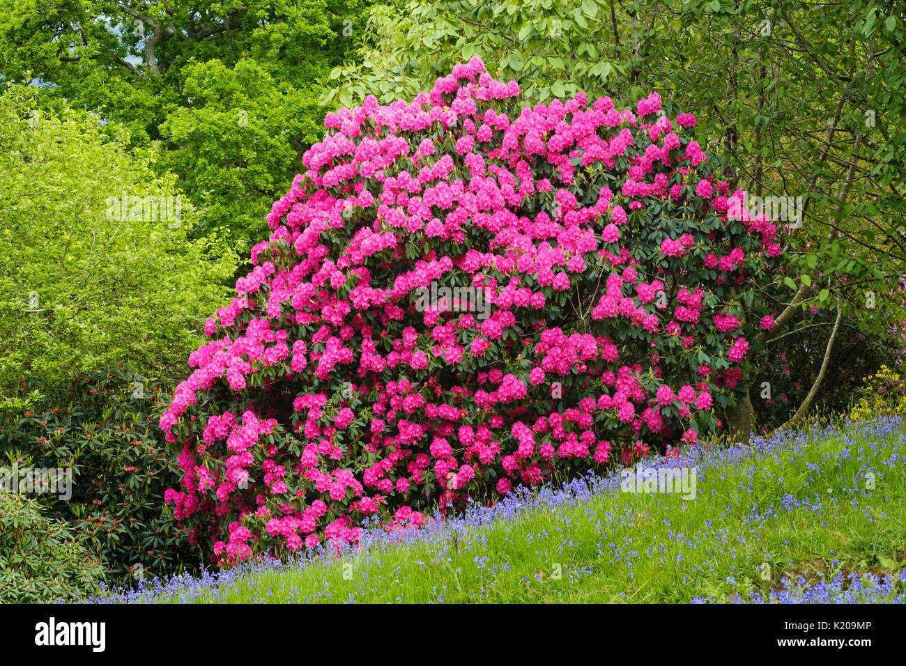 Cornwall Rhododendron Flowering Rhododendron, Lanhydrock Gardens, near Bodmin, Cornwall ...