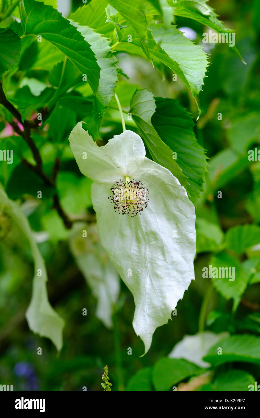 Flowers, handkerchief tree (Davidia involucrata), Trebah Garden, Mawnan Smith, near Falmouth, Cornwall, England, United Kingdom Stock Photo