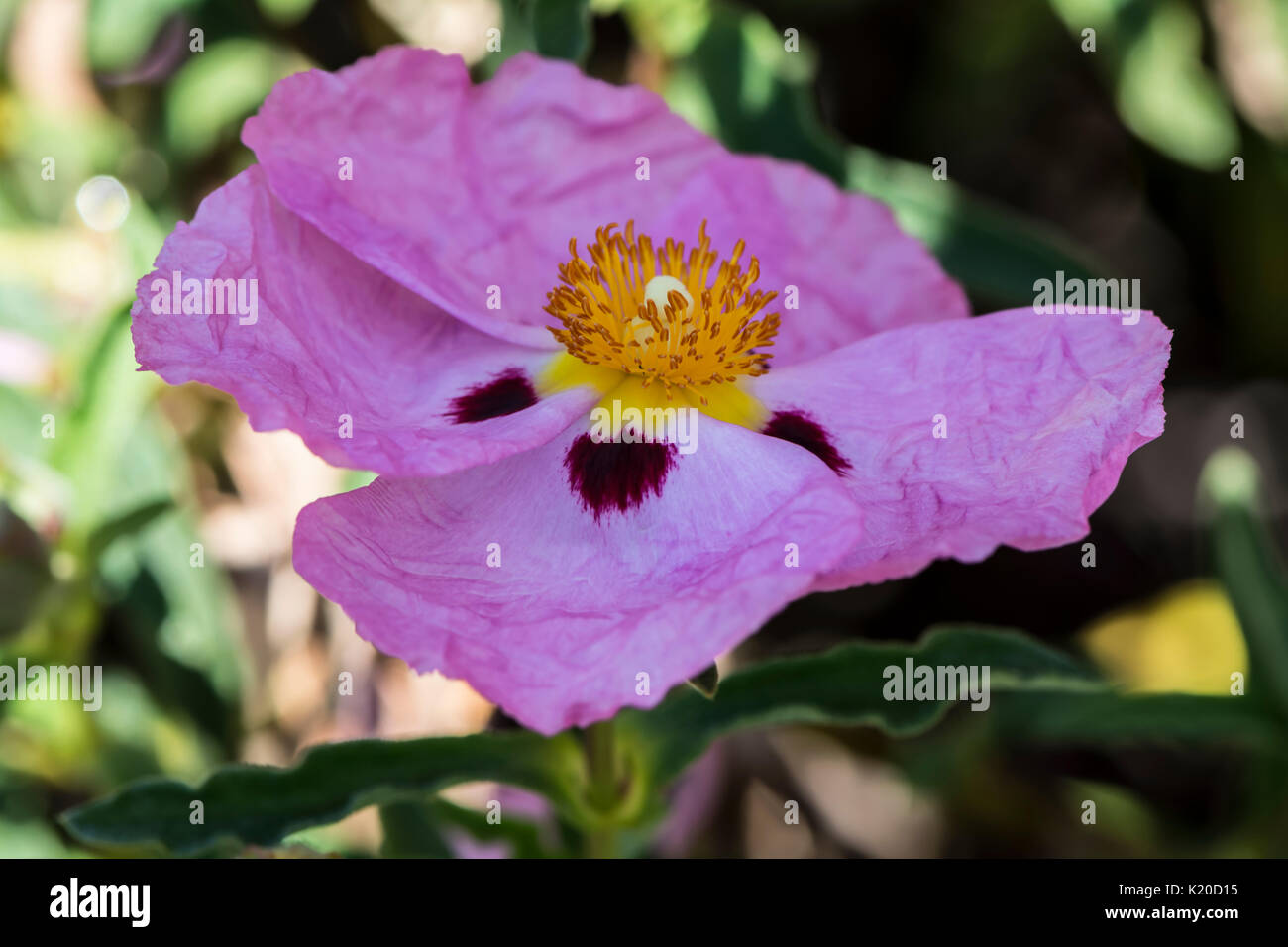 A single Cistus purpurea (Cistaceae) flower, also known as a rock-rose. Stock Photo