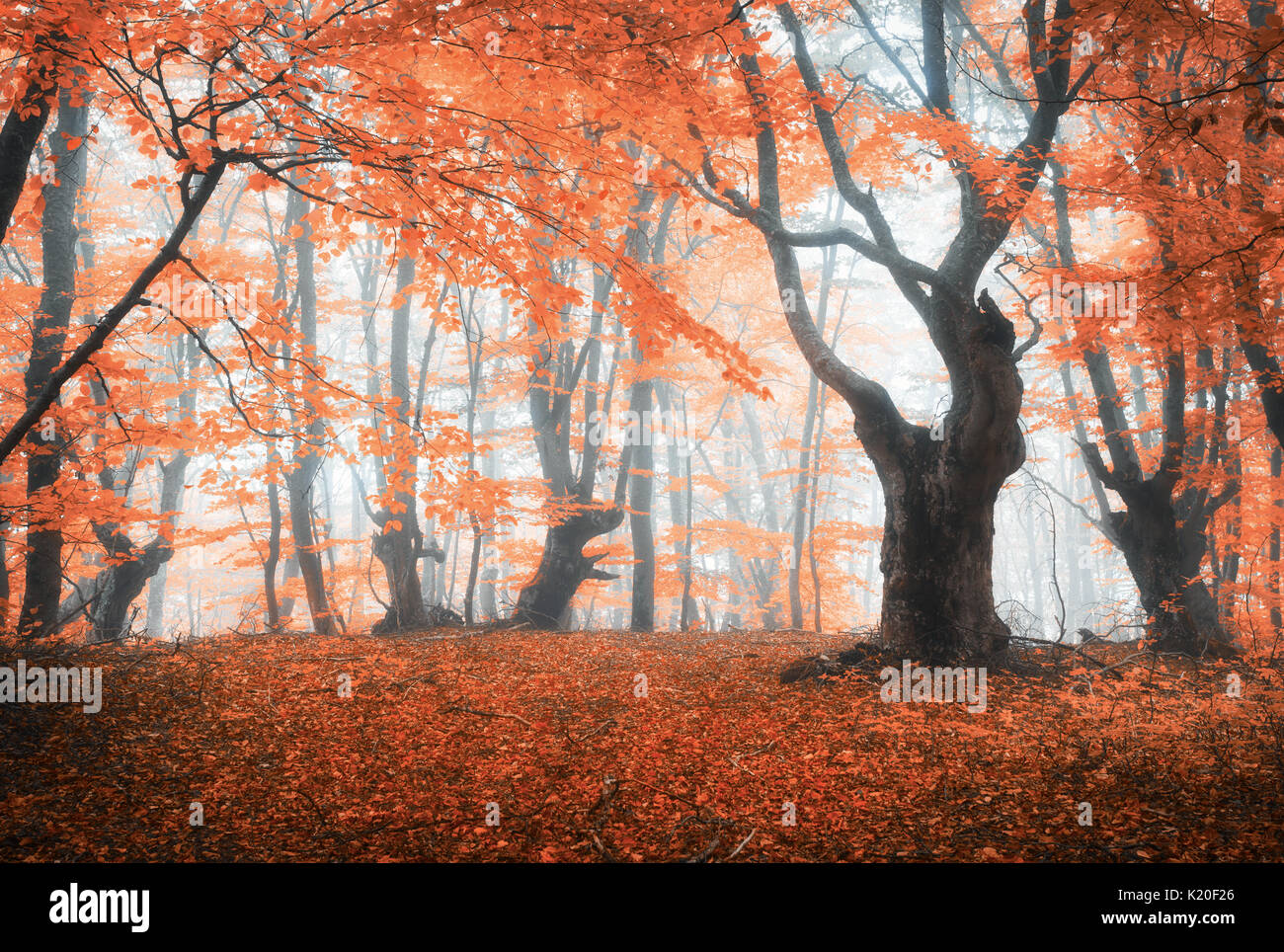 Amazing scene with autumn trees in fog. Autumn forest in fog. Fall ...