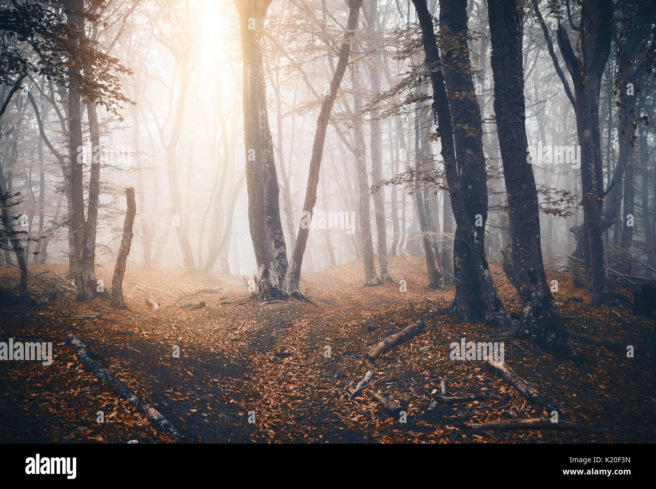 Dark autumn forest with trail in fog. Fall woods. Enchanted autumn forest in fog in the evening. Old Tree. Landscape with trees, colorful orange folia Stock Photo