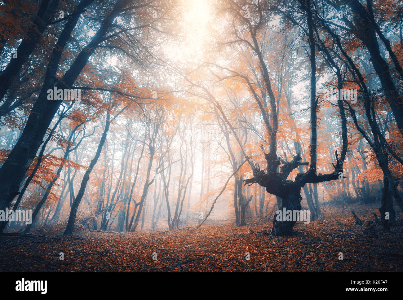 Amazing scene with autumn trees in fog. Autumn forest in fog. Fall ...