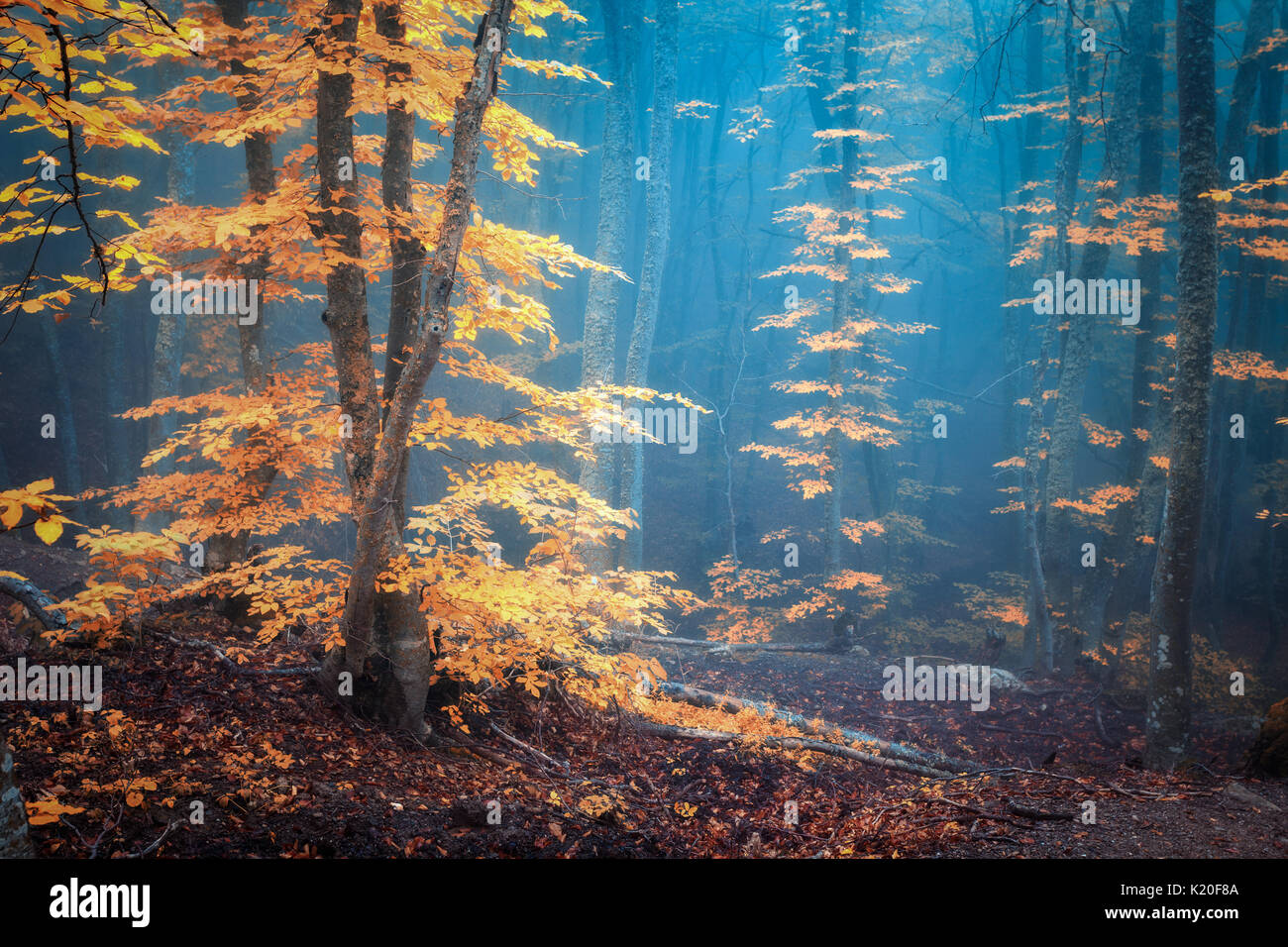 Autumn foggy forest. Mystical autumn forest in blue fog in dusk. Old Tree. Landscape with trees, colorful orange leaves and fog. Nature. Enchanted fog Stock Photo