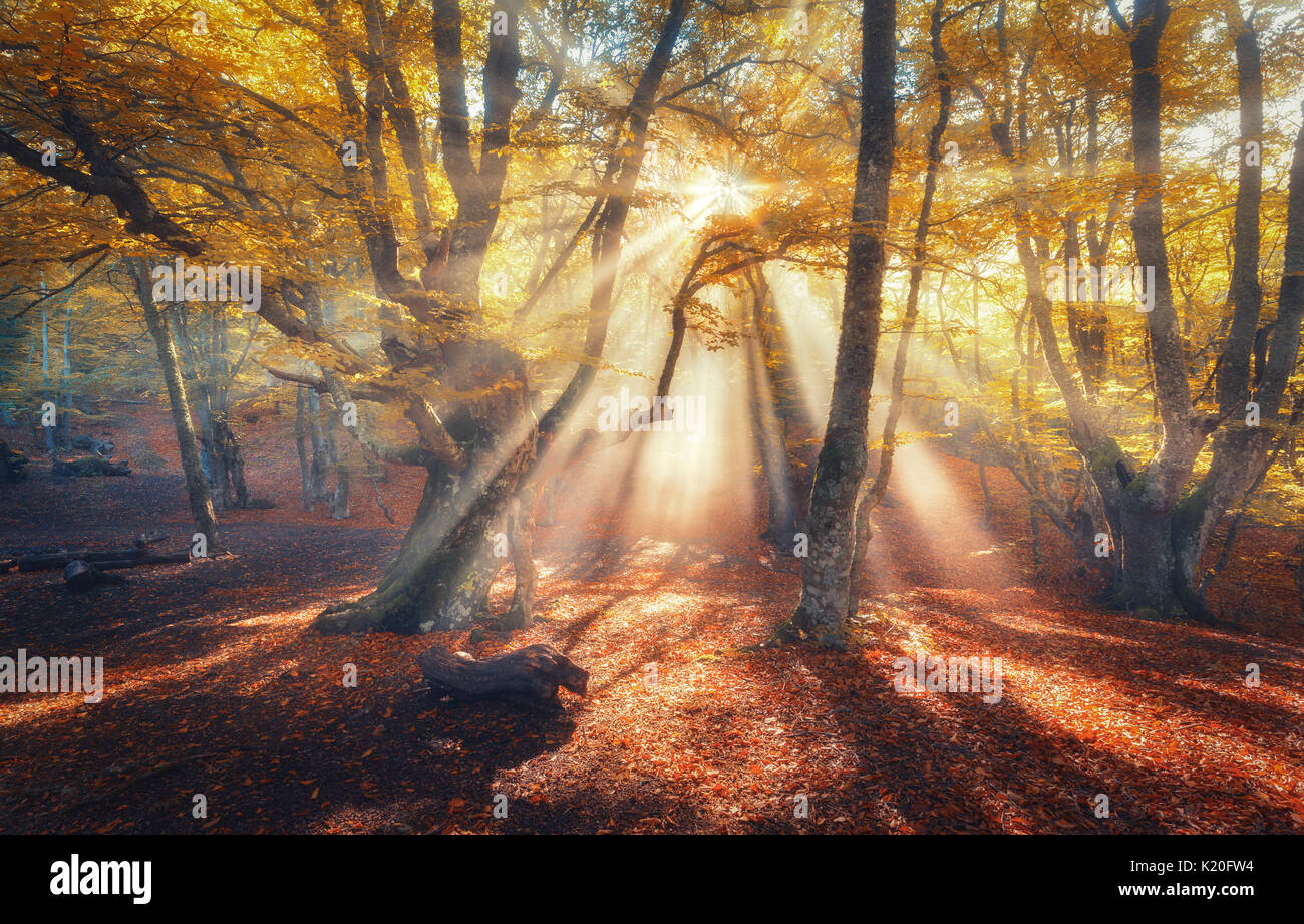 Autumn forest with sun rays in the evening. Amazing trees in fog ...