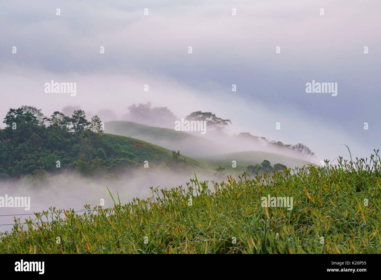 Morning cloud sea and the famous and beautiful Daylily flower at sixty Stone Mountain in Hualien, Taiwan Stock Photo