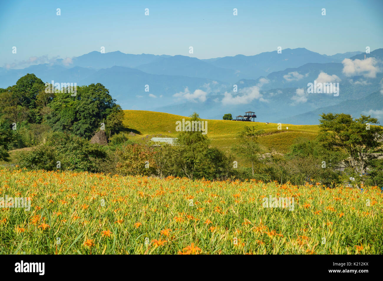 The famous and beautiful Daylily flower at sixty Stone Mountain in Hualien, Taiwan Stock Photo