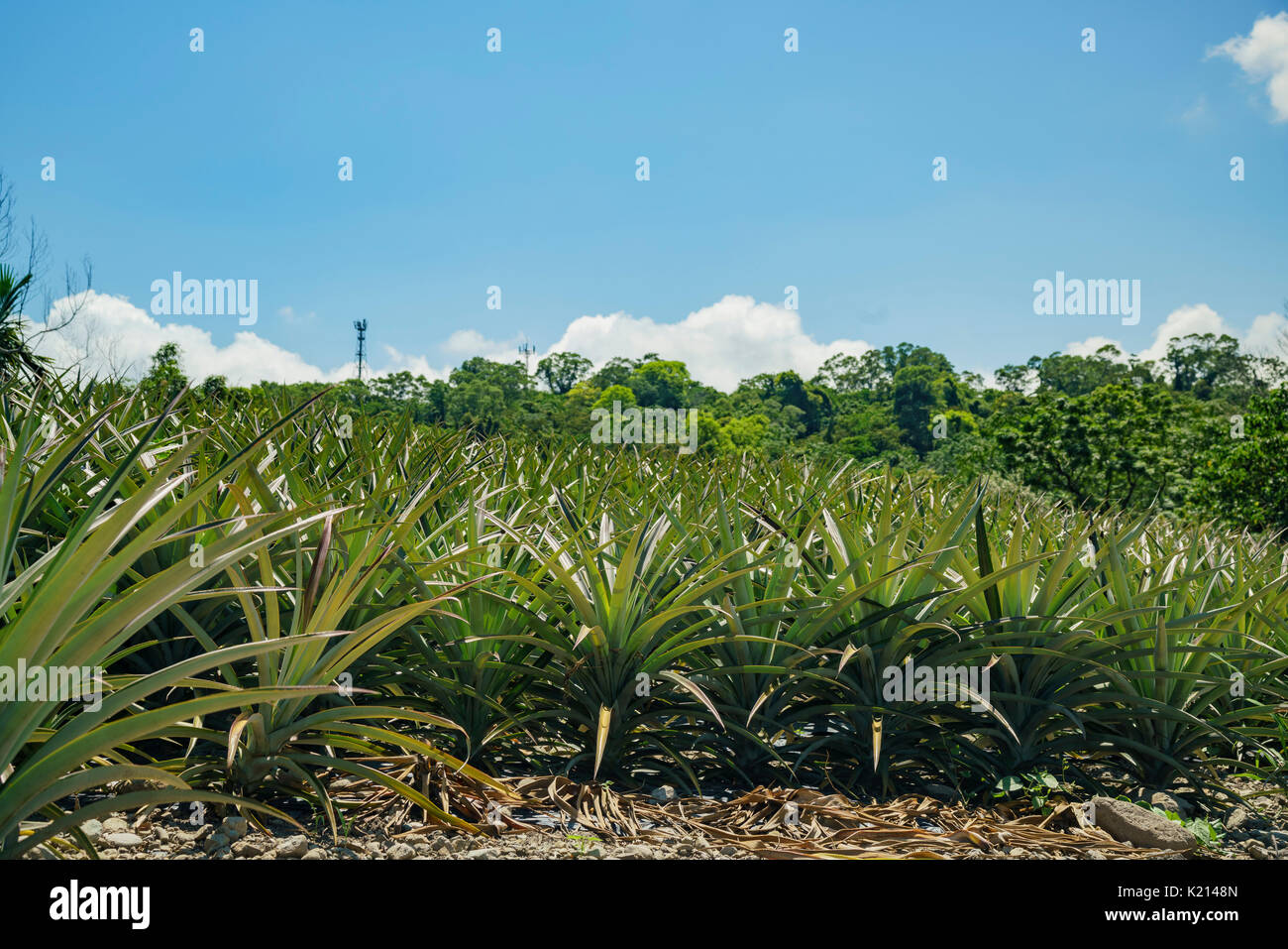 Big pineapple farm at Sixty Stone Mountain area, Hualien, Taiwan Stock