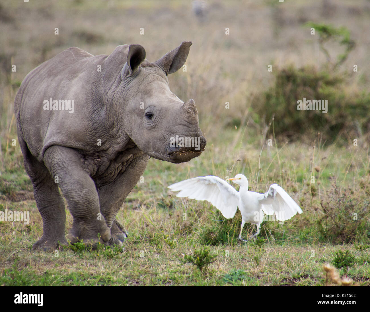 Baby Rhino with a Bird Stock Photo