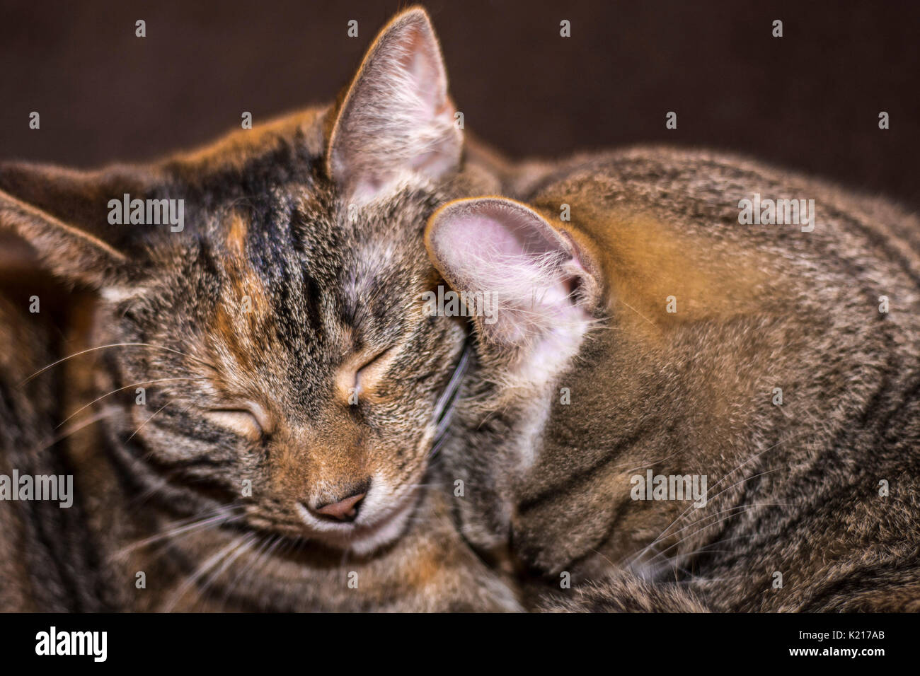 Two Sleepy Tabby Cats Stock Photo