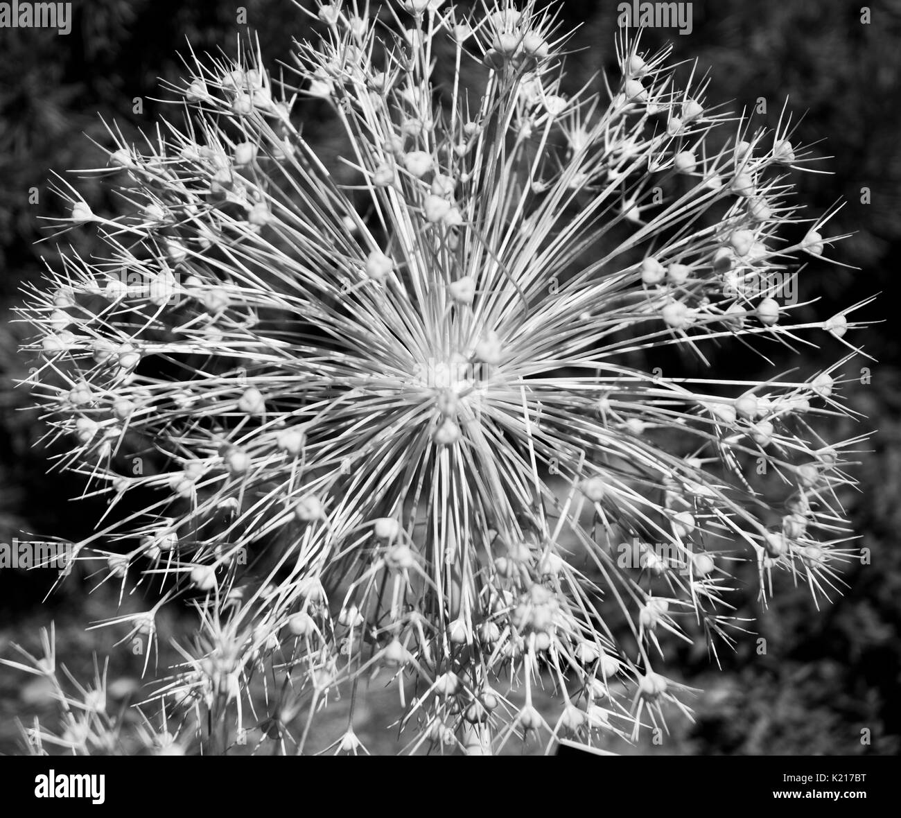 Grow botanical garden Black and White Stock Photos & Images - Alamy