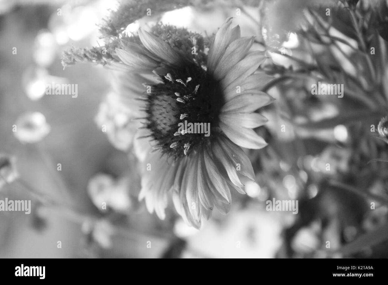 Beautiful bouquet of garden flowers in summer bloom in balck and white ...