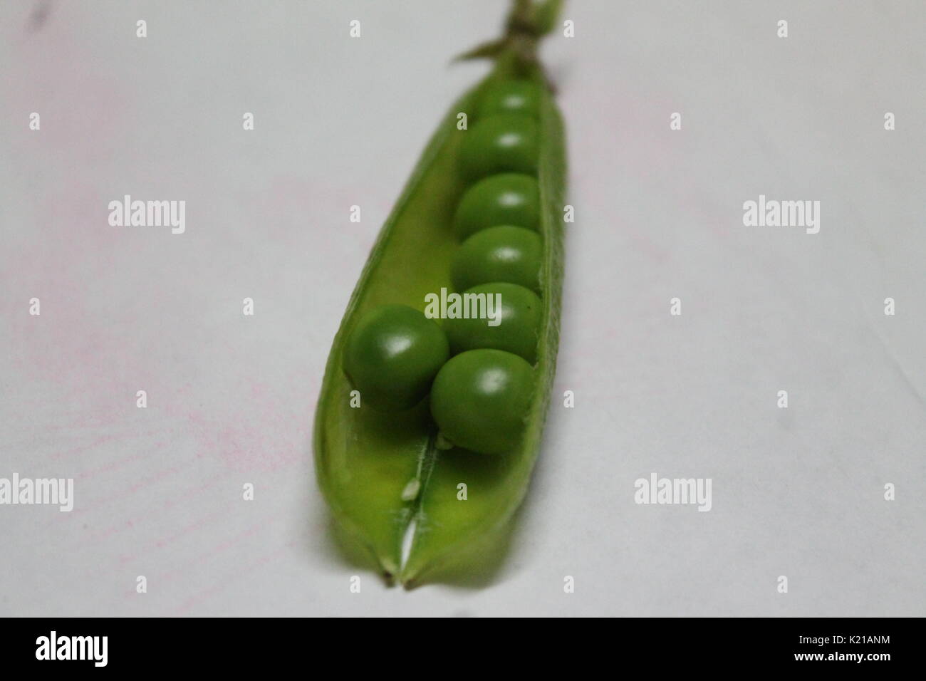 young sweet green color peas in pod prepare for cooking Stock Photo