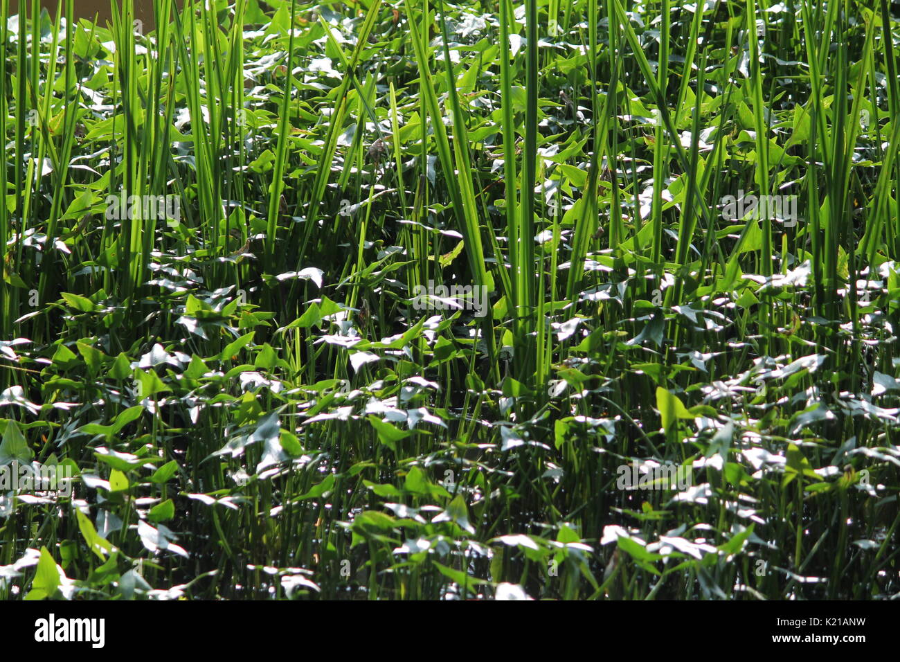 bank of the old swamp covered juicy green reed in forest of Belarus ...