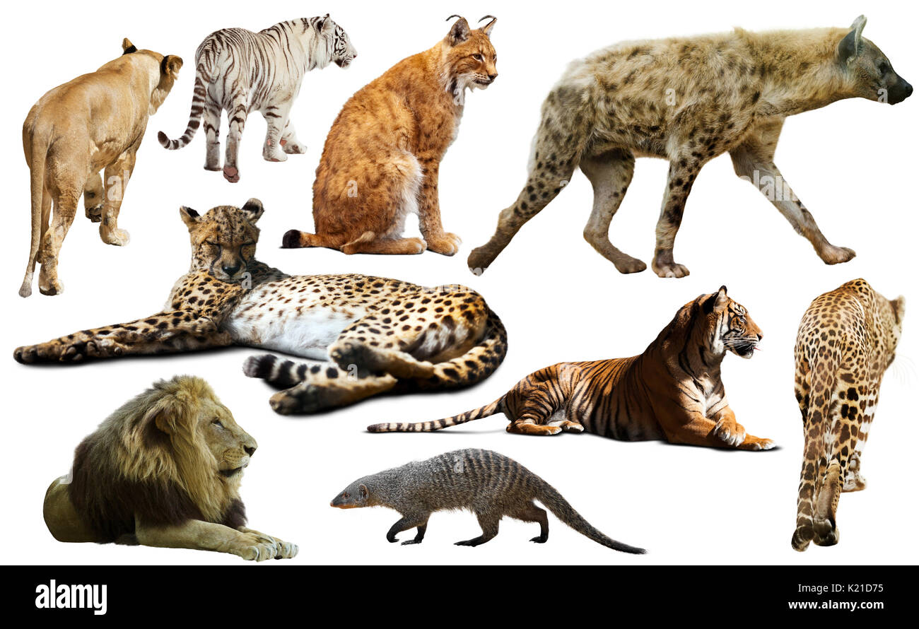 African Predator Animals Isolated Over White Background Mainly Felidae african-predator-animals-isolated-over-white-background-mainly-felidae