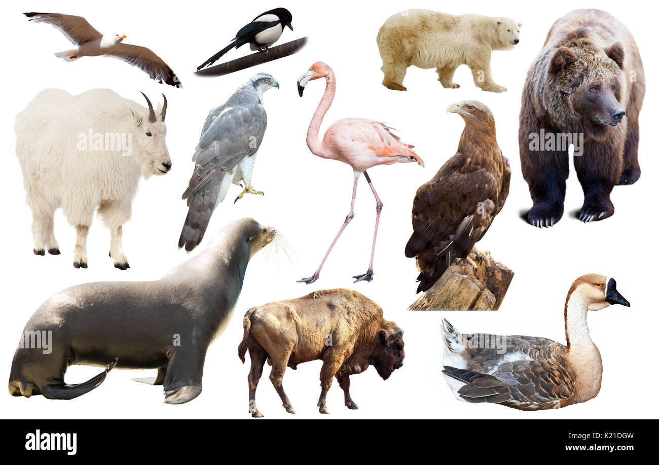 Endangered animals collage hi-res stock photography and images - Alamy
