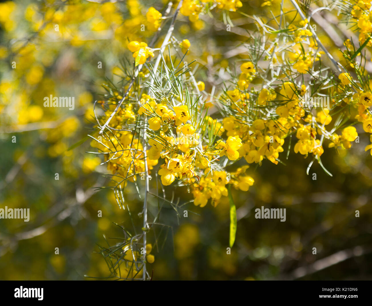 Closeup of blooming Feathery Cassia in spring Stock Photo