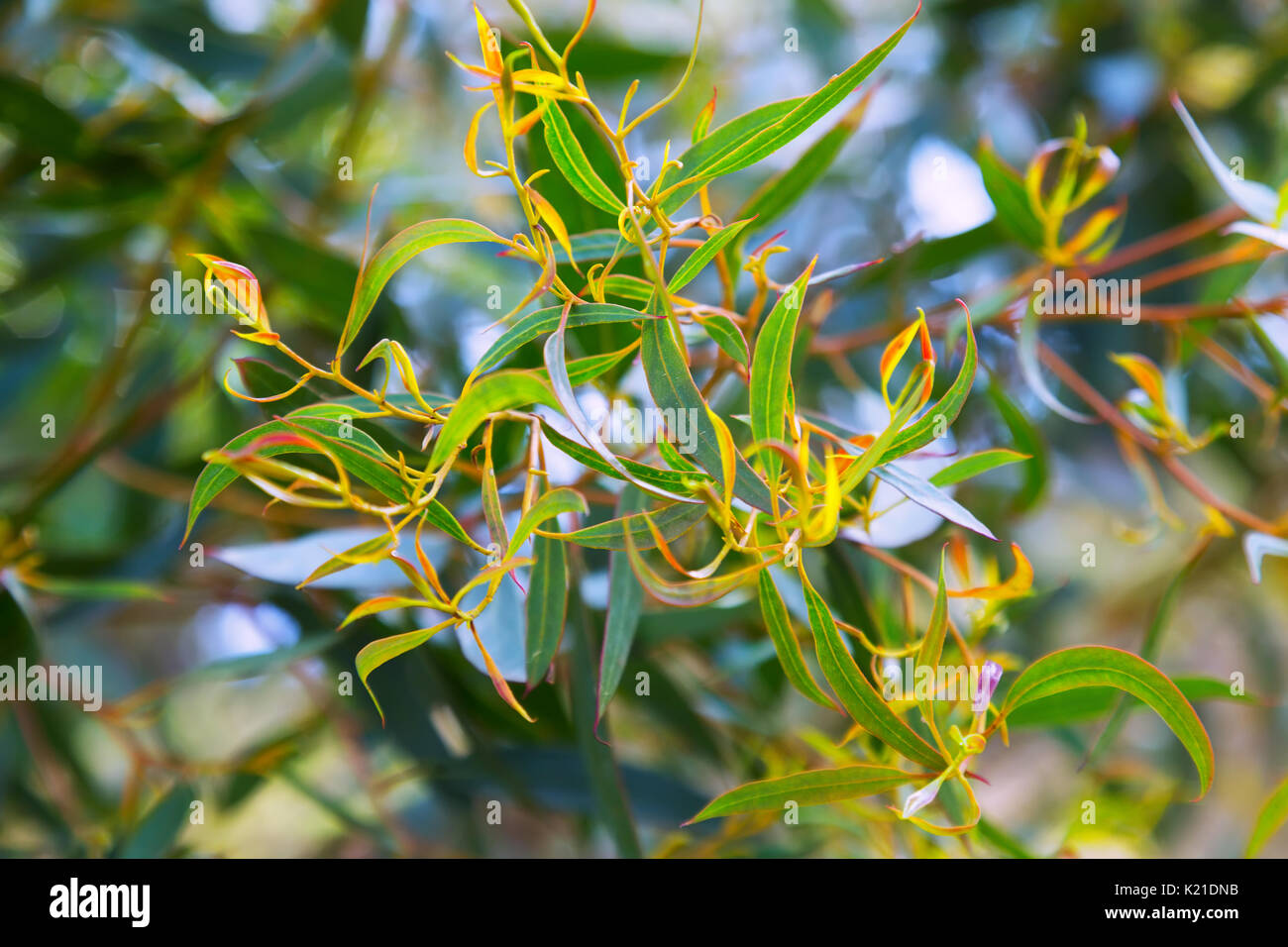 Closeup of  Red mallee (Eucalyptus oleosa) plant Stock Photo