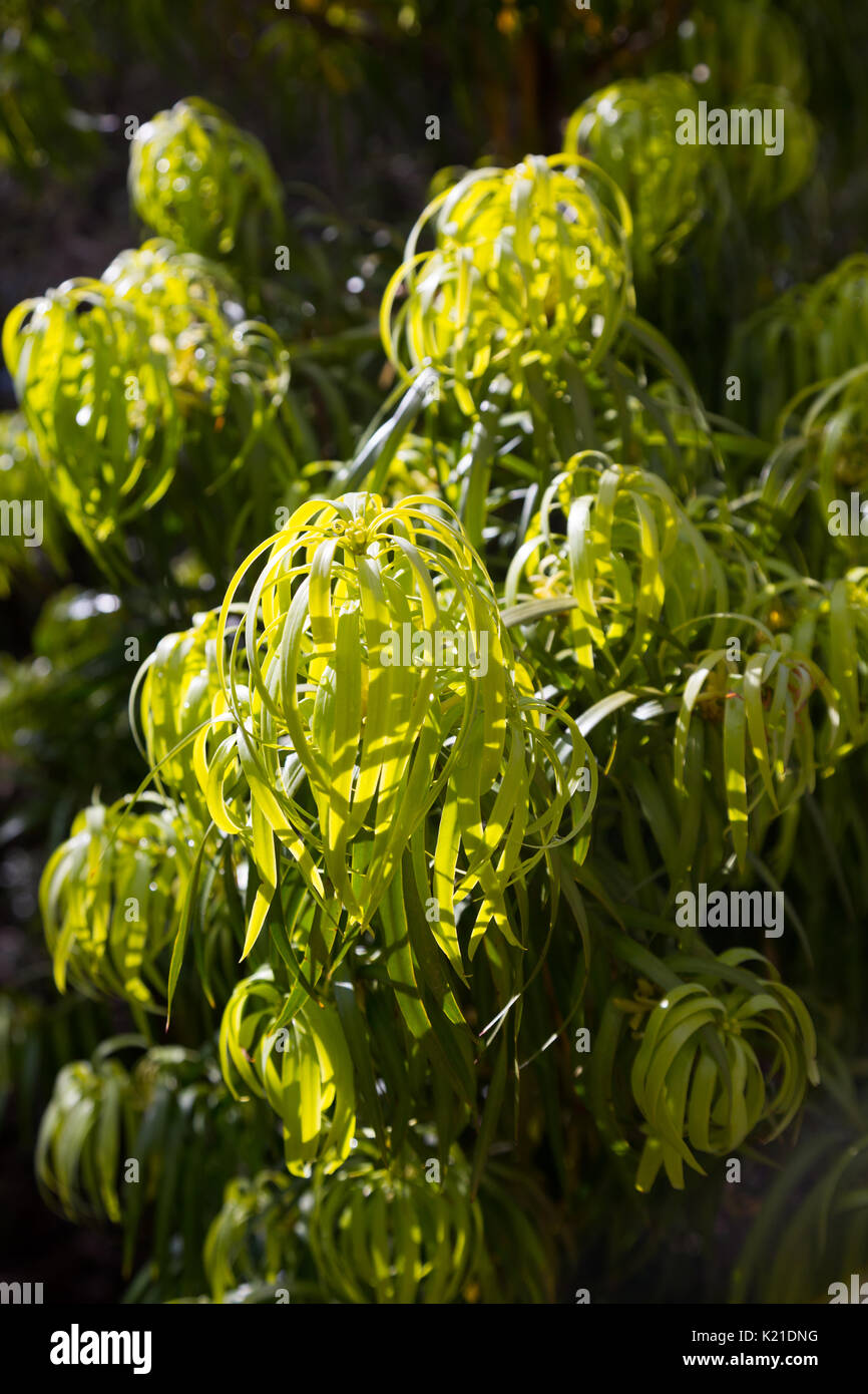 Closeup of  Podocarpus Henkelii plant  in spring Stock Photo