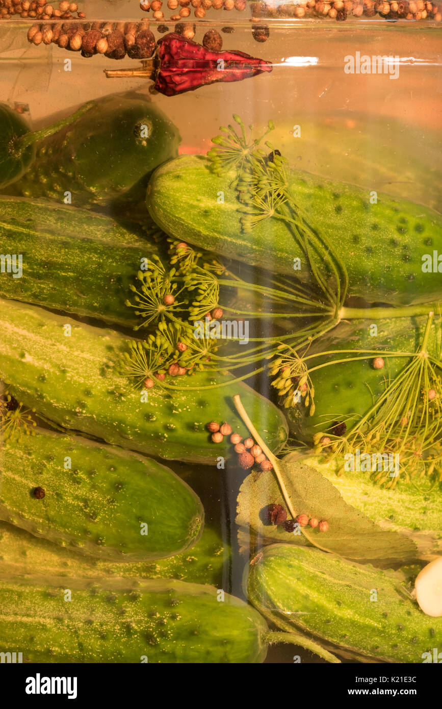 Pickling cucumbers curing in a salt brine Stock Photo Alamy