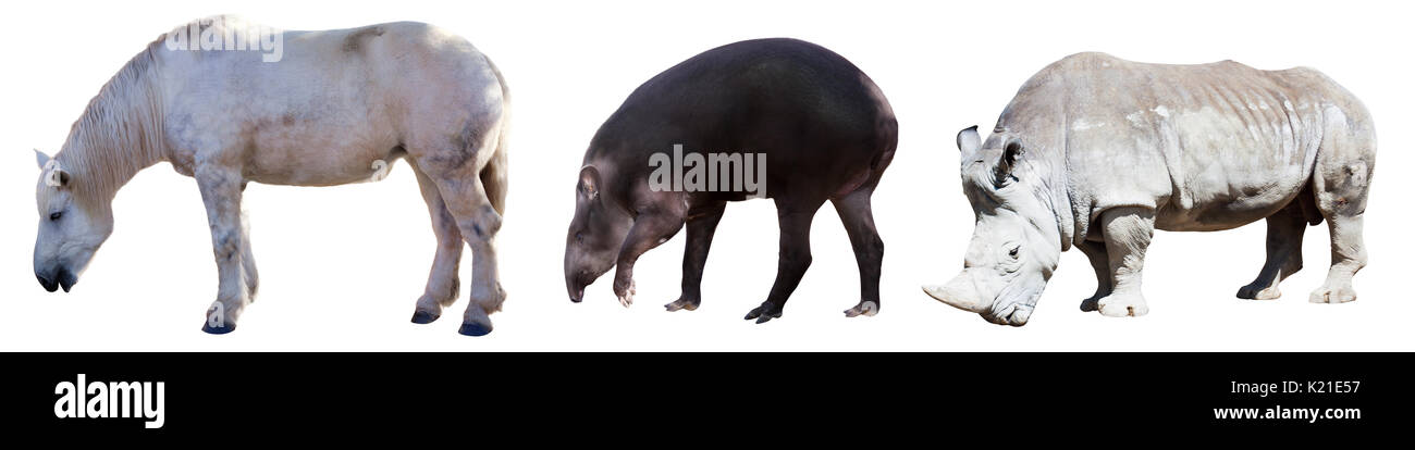 Set of Odd-toed ungulate animals. Isolated Stock Photo
