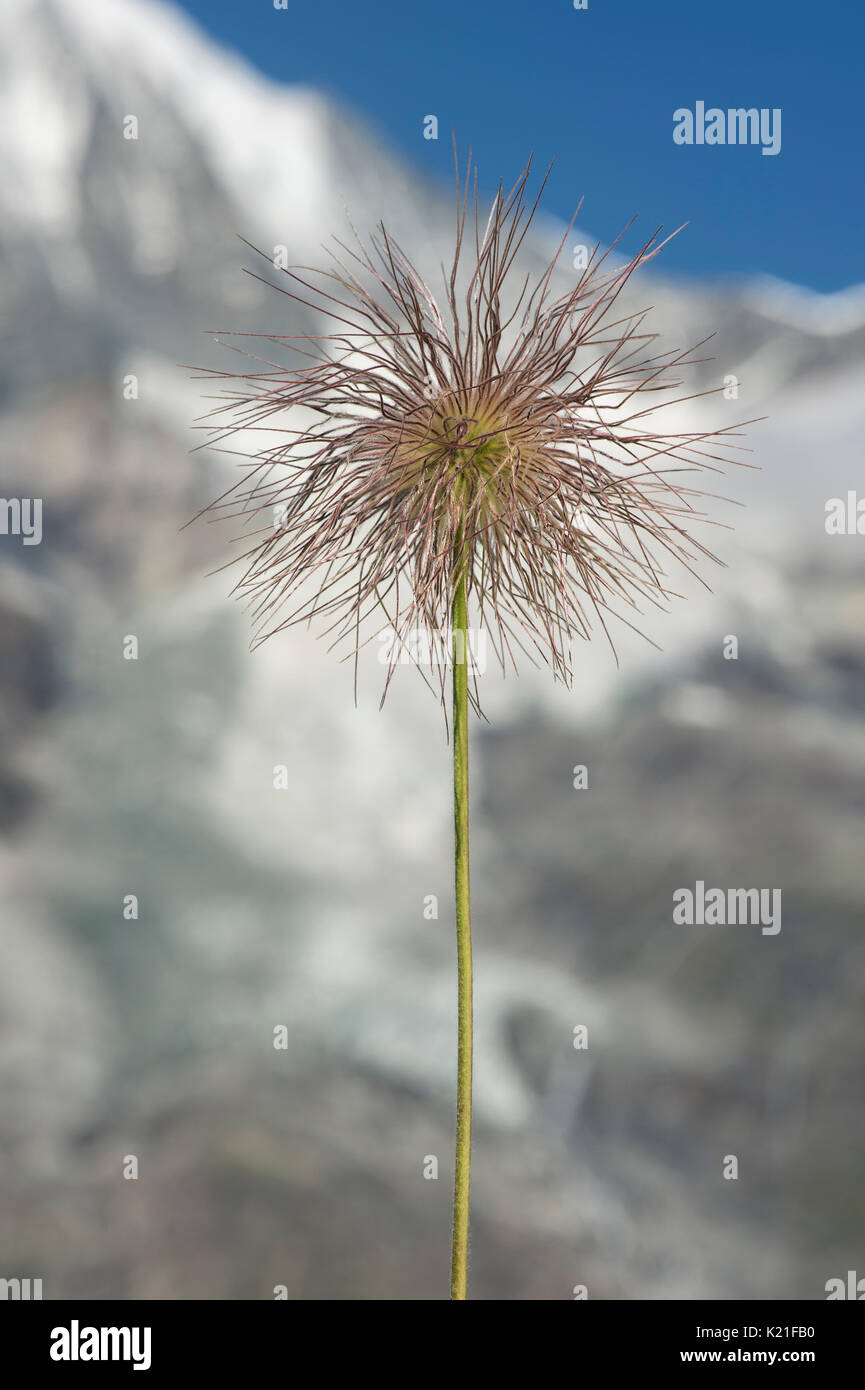 Alpine Pasqueflower (Pulsatilla alpina) with its distinctive silky, hairy seed-heads (achenes), Gasterntal, Valais, Switzerland Stock Photo
