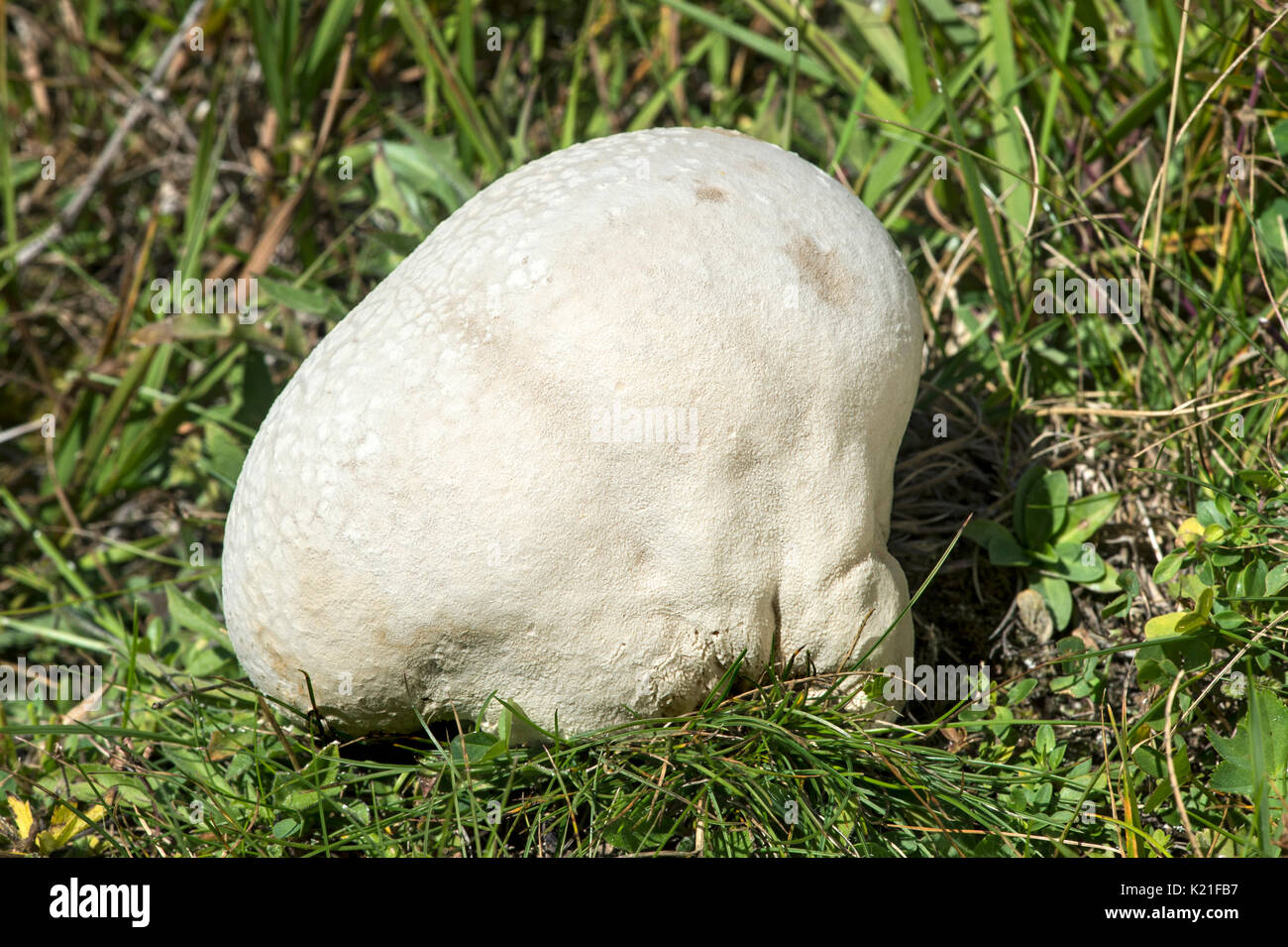 Giant puffball (Calvatia gigantea) in a meadow at Haute-Nendaz, Valais, Switzerland Stock Photo