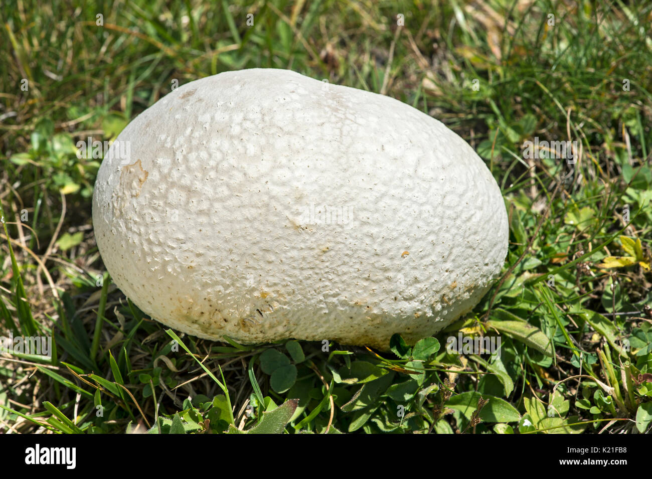 Puff ball mushroom uk hi-res stock photography and images - Alamy