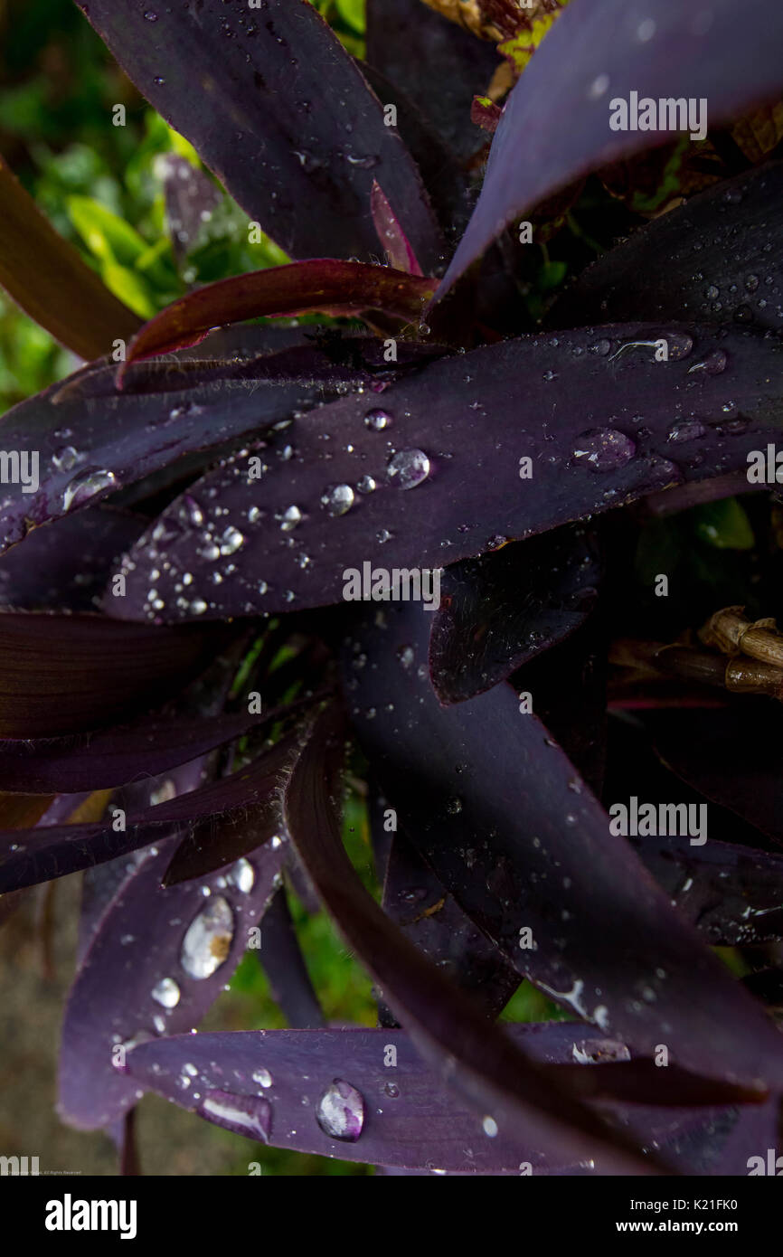 banana Leaves Stock Photo