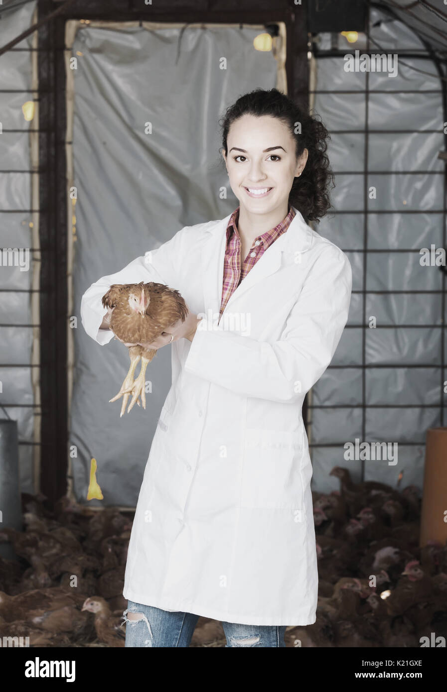 Happy american female veterinarian in white coat holding brown chicken ...