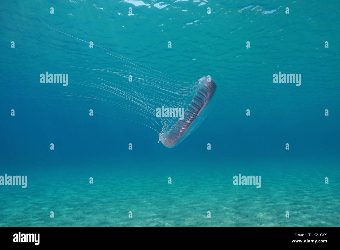 Jellyfish Aequorea underwater in the Mediterranean sea, Spain, Costa Brava, Girona, Catalonia Stock Photo