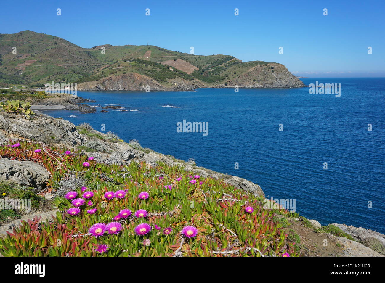Pyrenees Orientales rocky coast of the Mediterranean sea with flowers in foreground, south of France, Roussillon, Cote Vermeille, Cap Peyrefite Stock Photo