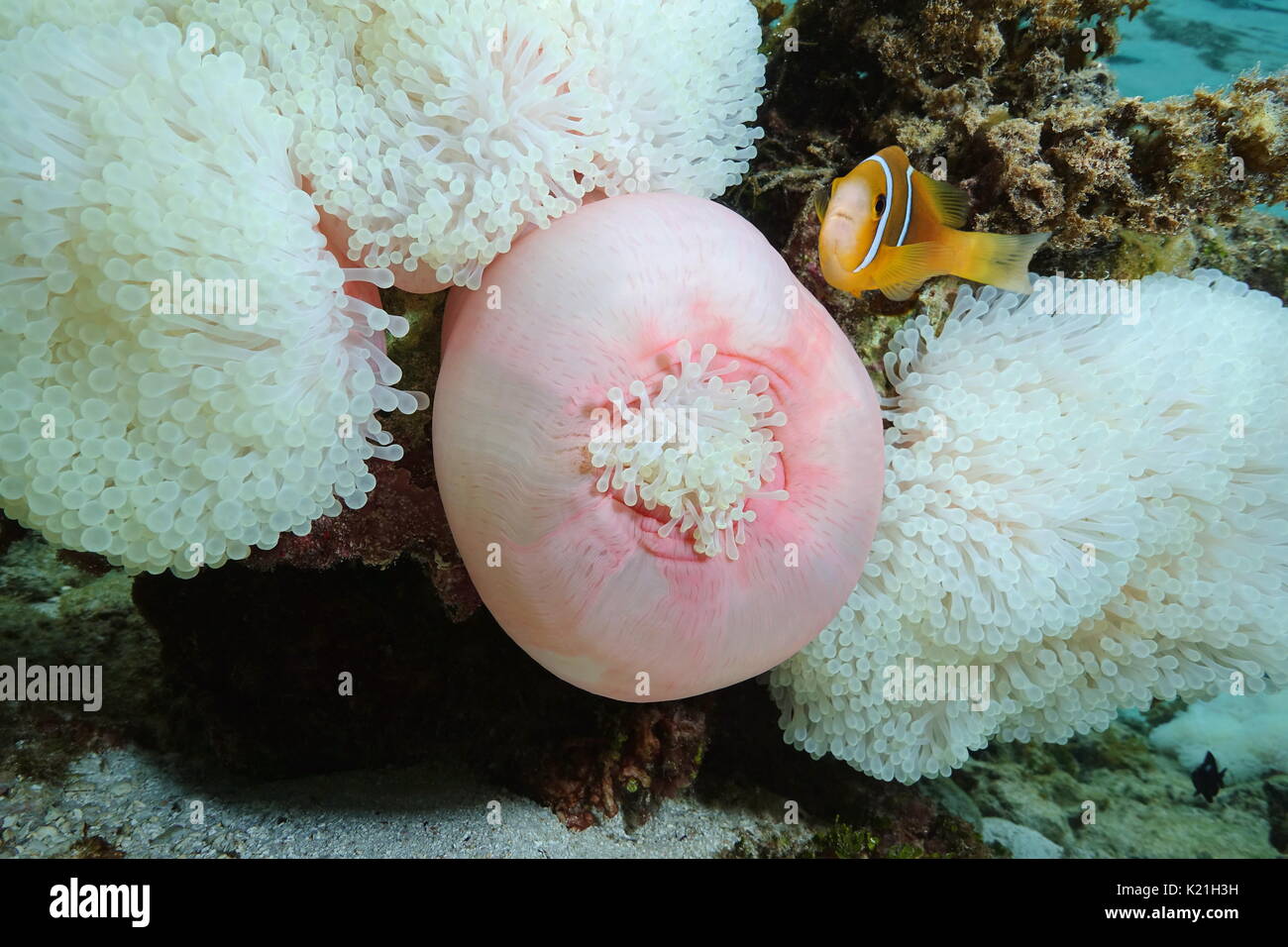 Marine life Ritteri anemones with a tropical fish orange-fin anemonefish underwater in the lagoon of Bora Bora, Pacific ocean, French Polynesia Stock Photo