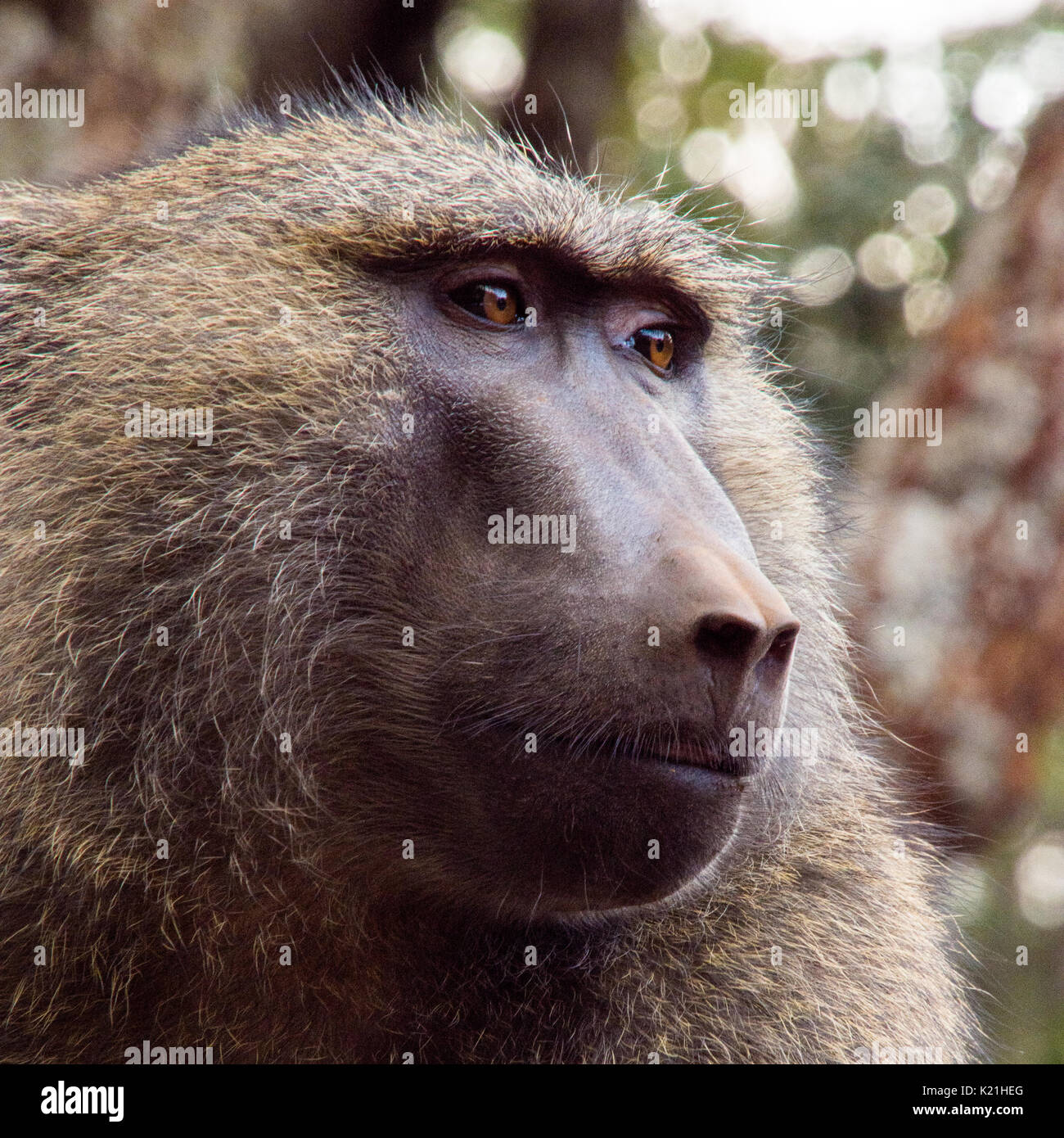 Baboon Face, close up Stock Photo