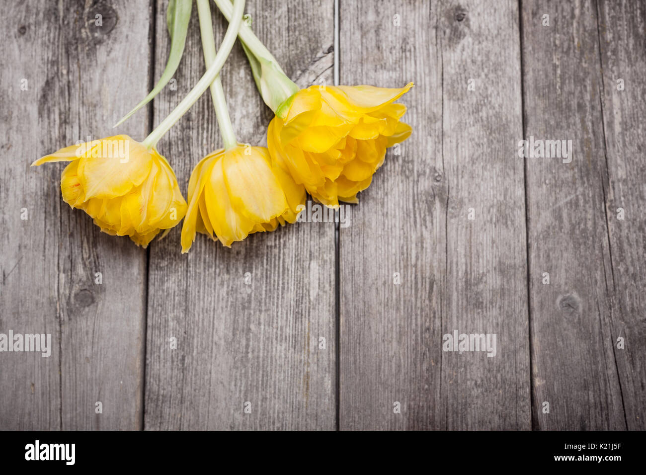 yellow tulips on grunge wooden background with copy space Stock Photo