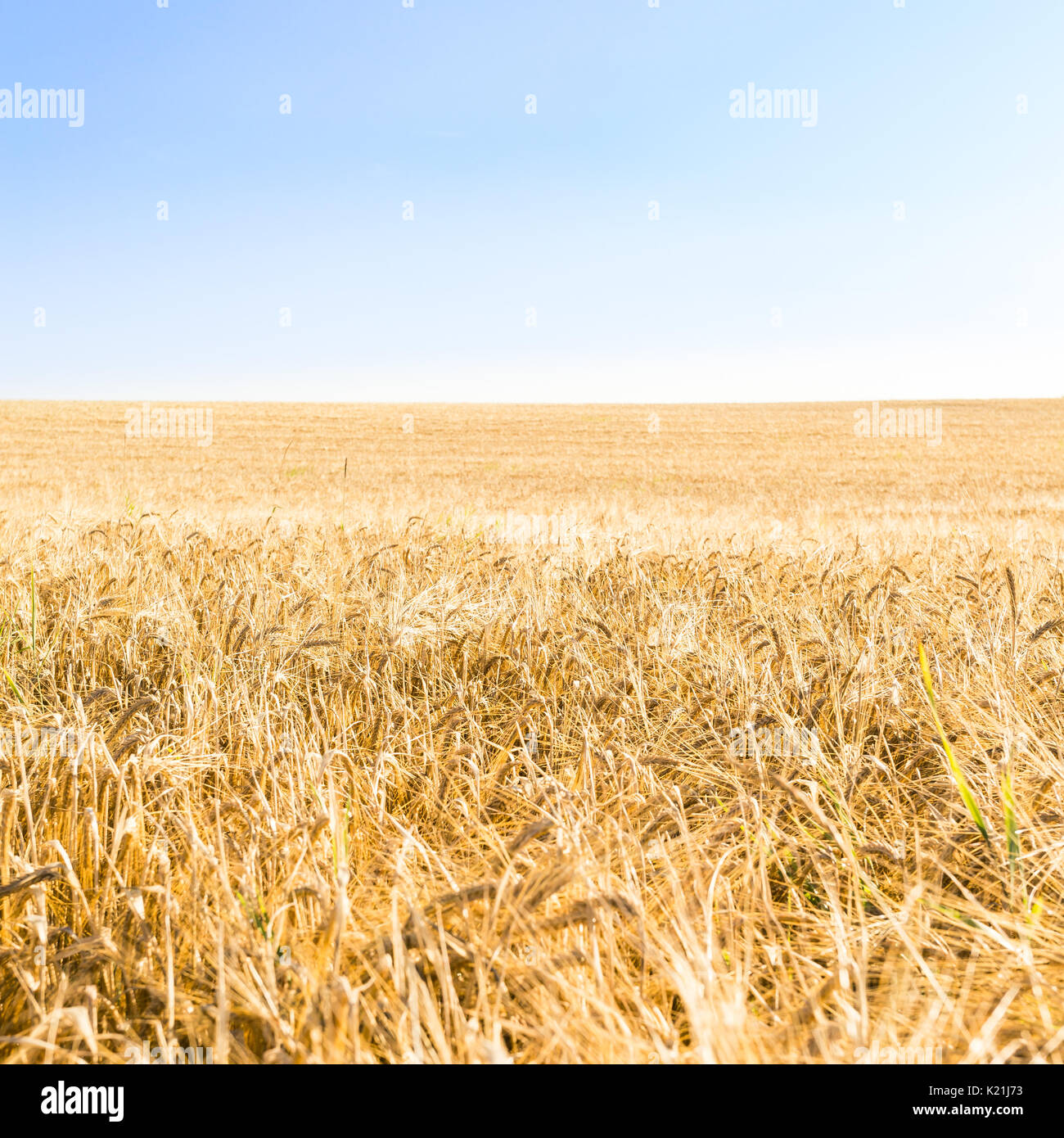 Sweden fields hires stock photography and images Alamy